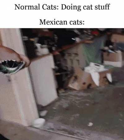 El gato mexicano
