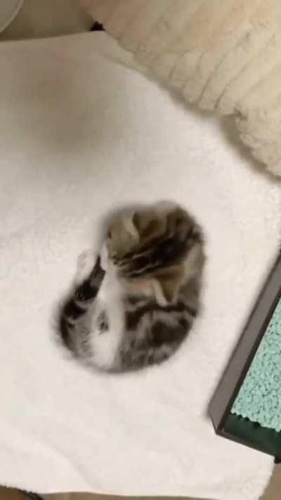 Lies, stretches sweetly🥰💖💖