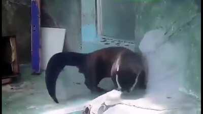 Feeling swaggy (edit, sound)