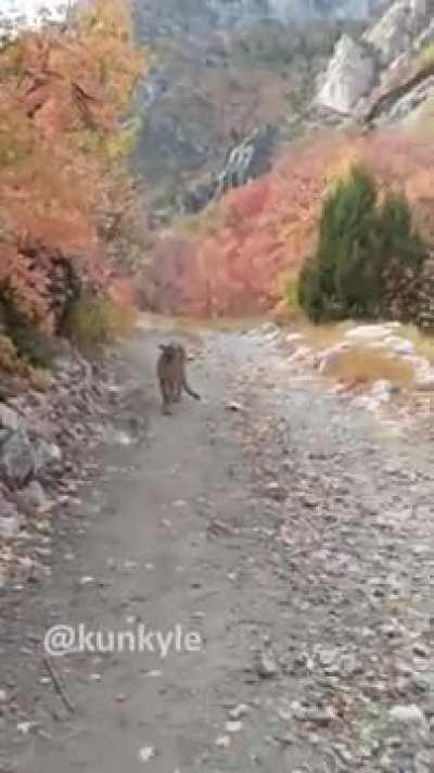 Cougar Attack in Utah | Mountain Lion Stalks Me For 6 Minutes!