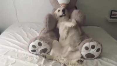 Teddy bear trust fall