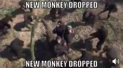 New monkey released