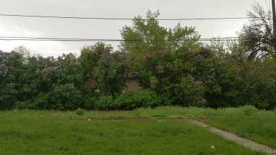 Rolling Thunder, Lilac Bushes, and Rain in Denver