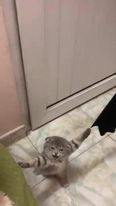 Playful cat get claws stuck in curtains