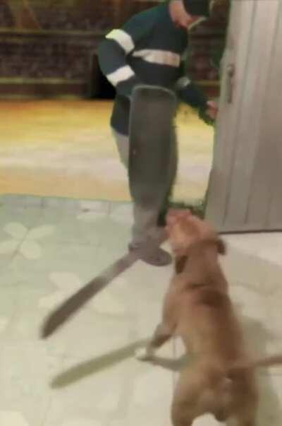 Dangerous dog (With edit of recent post)