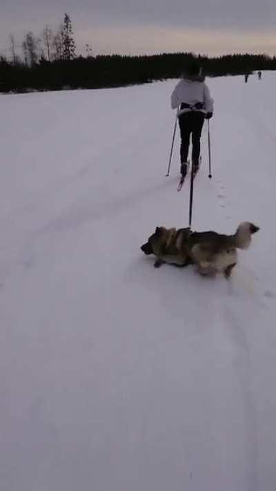 Doggo enjoying skiing