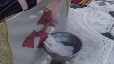 Futanari doggystyle with creampie!