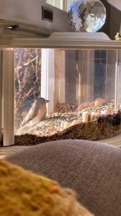 A unique bird feeder mounted in a window