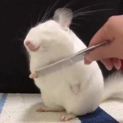 A chinchilla chillin being brushed