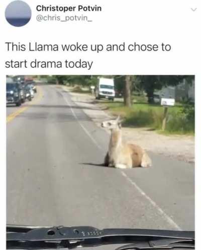 Llama Ddrama