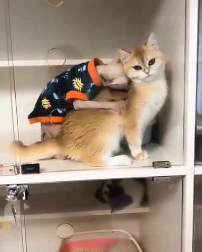 Every Russian couple in Bali