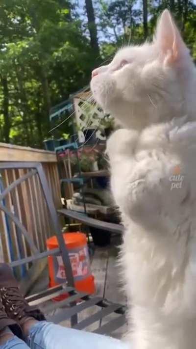 little kitties are soo funny...