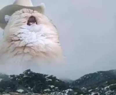 Solo.. Gatos con sombrero