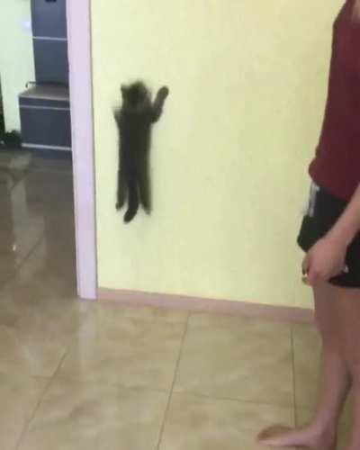 Spidercat, spidercat, friendly neighborhood cat𝄞𝄫♫♪♬♩♭