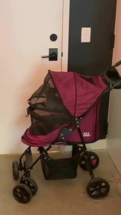 Should’ve never gotten this thing. He’s obsessed with walks now