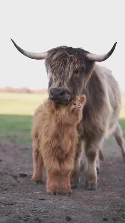 OMG! Don't you love how fluffy and cute they're together?