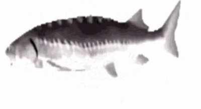 Y'all mind watching my spinning fish I'II be back