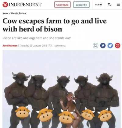 I've seen this one before 🐮