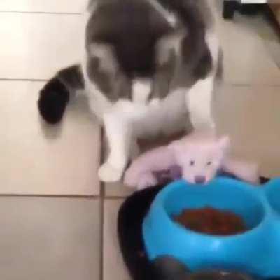 He feeds his little toy bear