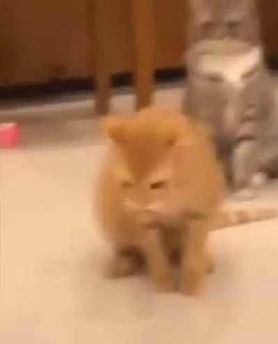 Blursed cat