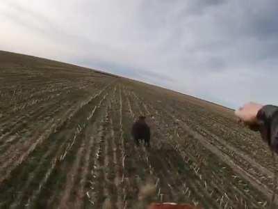 A rancher gathering stray