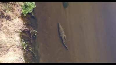 🔥 Giant crocodile cruises along the bottom of the Crocodile River, South Africa