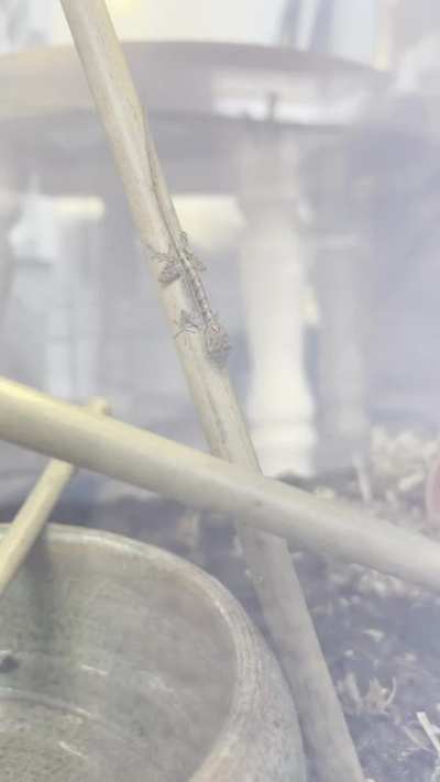 Rescued this little guy who hitch hiked up to Minnesota on a houseplant shipment. Picked up some flightless fruit flies for him and he’s loving them 🥰