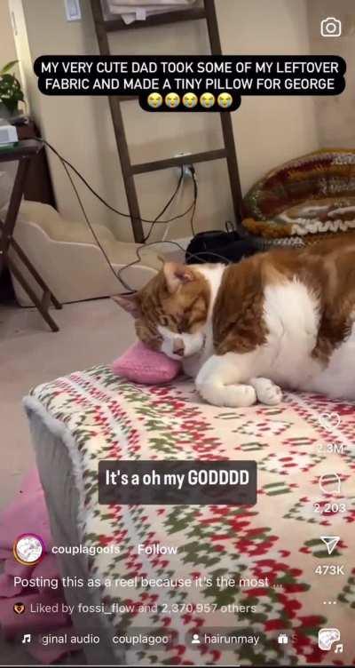 This is the sweetest thing I’ve seen in a while. What a sweet orange baby! 