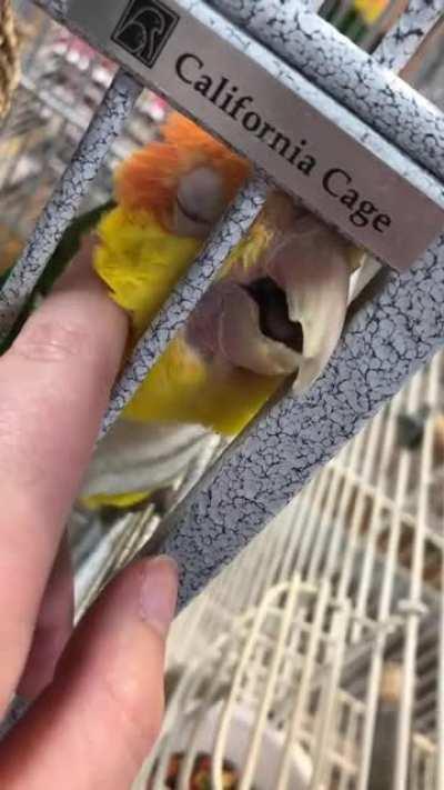 Bart wants some of that!