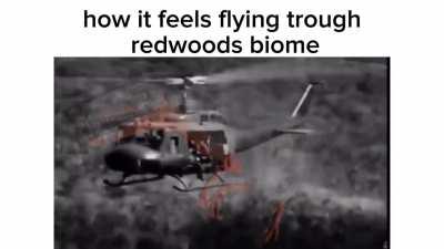 Goodmorning redwoooods