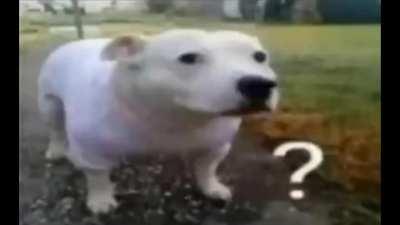 Confused Dog (Extended Version)