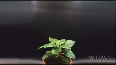 Growing sunflower 80 days in 60 sec