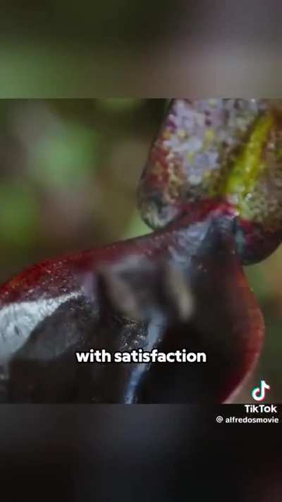 Tree shrews are the only animal that use toilets.