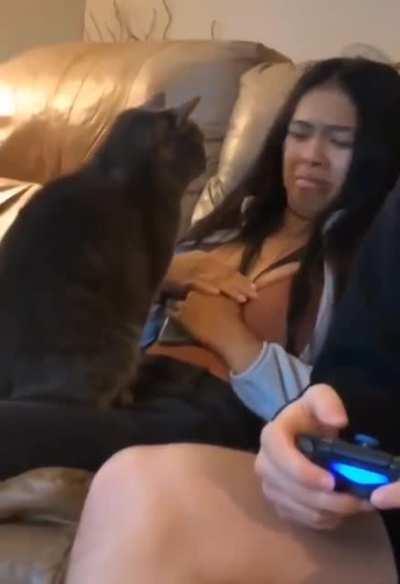 Cat establishing dominance