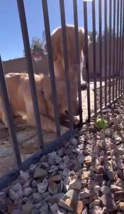 Dogs want ball.