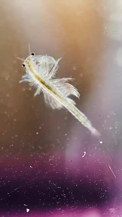 Some videos from my brine shrimp tank