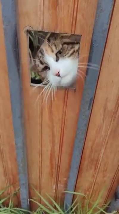 Do Not Pet The Gatekeeper