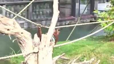 Otters trying to steal an orangutan’s blankets at Pairi Daiza, Brugelette, Belgium 🦦🦧
