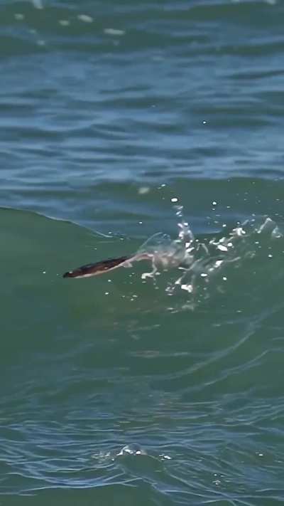 Flounder skimming along the surface 