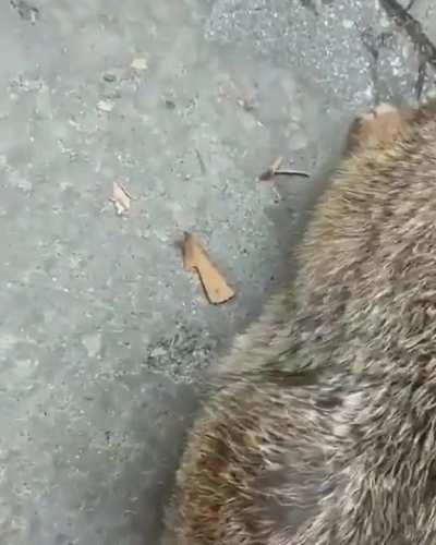 This person rescues a wild bunny who was trapped in a pool
