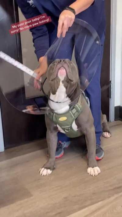 Pupper isn’t sure what to think of his cone