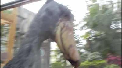 The unexpected sound of a Shoebill stork