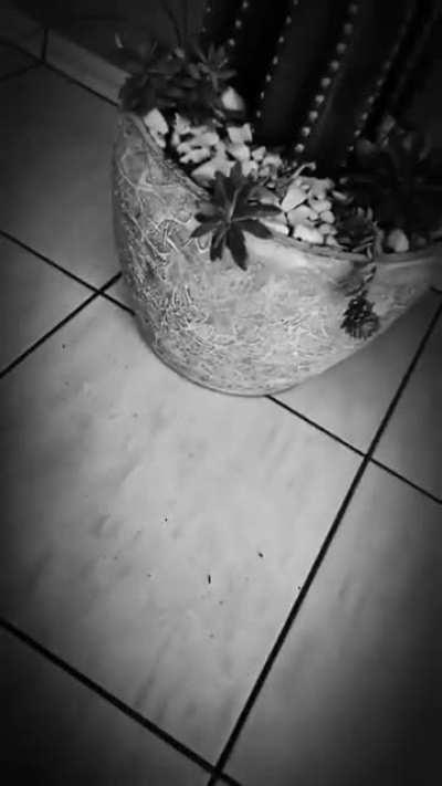 Assim se nasce o coringa.