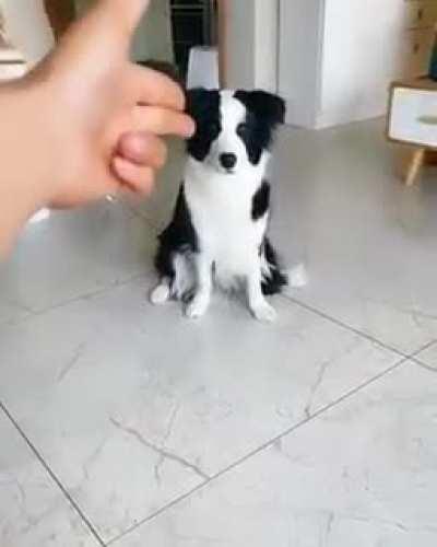 The look on the 2nd cats face. Cat deserves an Oscar.