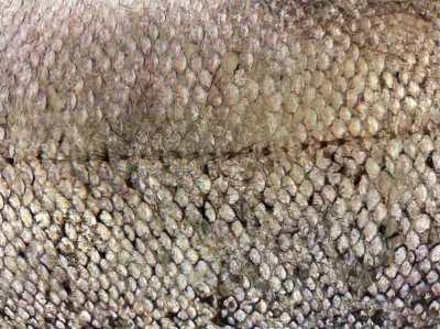 I think these scales are trying to tell me something...