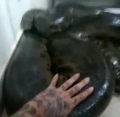 I'm not scared of snakes but this gave me chills.