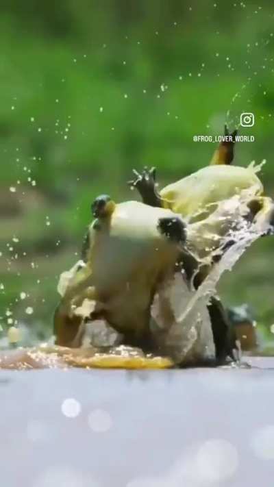 🔥 Frog Fight!!! 🔥