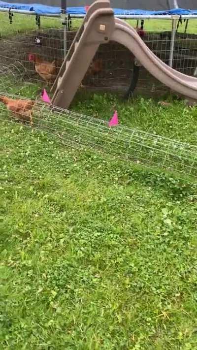 Transition to layer feed?