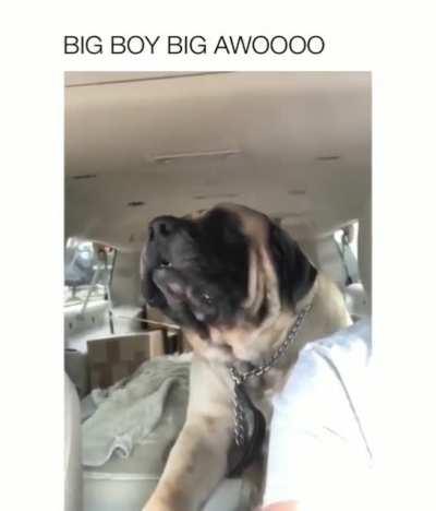 Absolute unit of a dog, unit of a windpipe