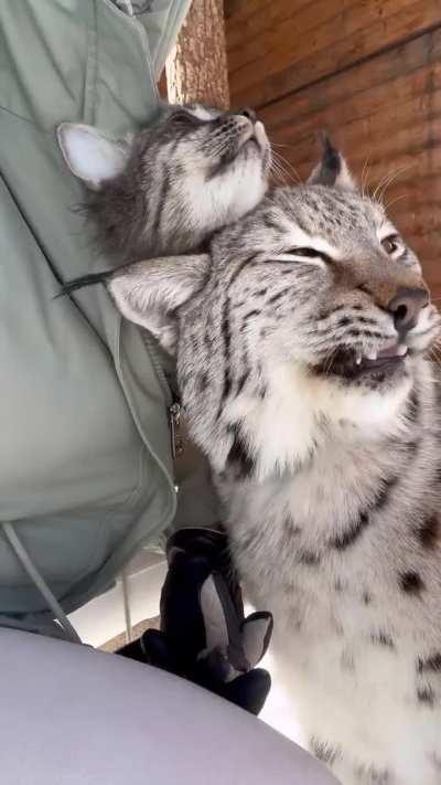 Rescue lynx has her own pet cat
